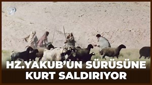 4.3M views · 109K reactions | Hz Yakub'un Sürüsüne Kurt Saldırıyor -...
