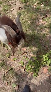 22K views · 711 reactions | This boy being raised on the farm will live out his best life enjoying what the breed was meant for. More space, use of all its senses, understanding more than just humans ❤️❤️❤️❤️. He’s a 3 months old boy called Vladimir .. Hov Vladimir for Royalline Sire: Sony Timit Tor Dam: Asiwaju Rott kingdom #hausovigilio #hausofvigiio #hovpuppies #hovstuds #hausofvigiliorottweilers #rottweiler #farmdogslife | Haus Of Vigilio Rottweilers | Facebook