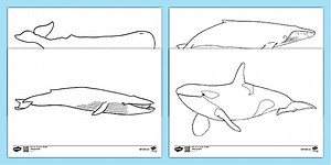 Whale Outline Colouring Sheets