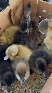 It’s been awhile since I recorded a what I eat in a day! Do you guys want to see more of these?? 🩷 Homestead mama | homemaker | home cook | food from scratch | cooking #homesteadmama #homemaker #homecook #foodfromscratch #cooking | Living With Becca