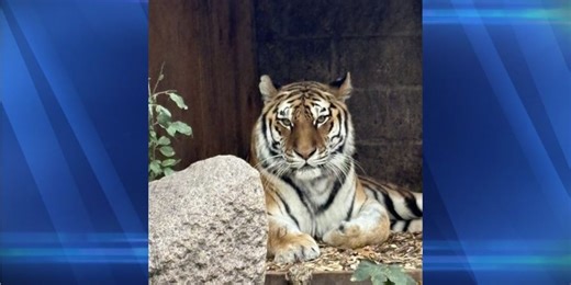 Watertown Zoo to relocate Amur tiger
