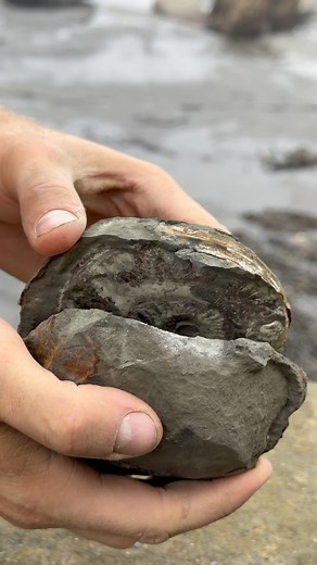 62K views · 1.1K reactions | This Hildoceras would have swam the...