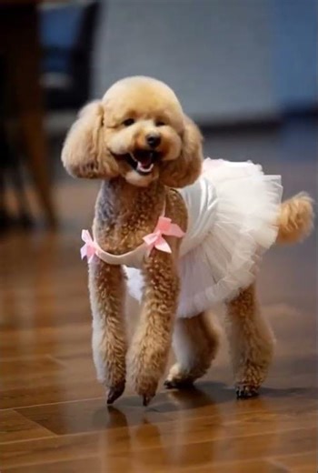 Adorable Poodle Ballerina Steals the Show! 💃✨