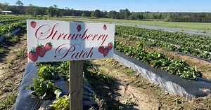 F & C Farms hosts opening weekend for strawberry picking