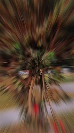 DOS PALOMITAS Que alegres vuelan de los trigales al pedregal... Autor: Walter Humala Lema DAVID VEGA VERA Cel. WhatsApp 998 959 813 #Andina #Ayacucho #Oyón #ancashperu #huánuco