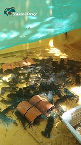 🦞 Crayfish Farming: The Future of Aquaculture! 🦞 Looking for a sustainable and profitable agribusiness? Start growing Australian Red Claw crayfish today! We supply quality breeders and juveniles to get you started. 📩 DM us for inquiries! | Mister Cray