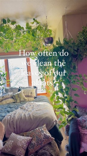Effective Ways to Clean Your Plant Leaves for a Thriving Indoor Jungle