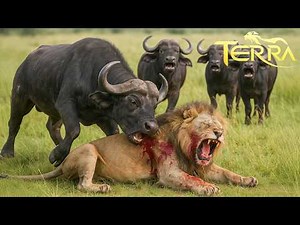 Africa's Deadliest Battle for Survival #animals #wildanimals