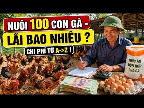 Nuôi 100 Con Gà Lãi Bao Nhiêu? Toàn Bộ Chi Phí Từ A Đến Z Cho Người Mới
