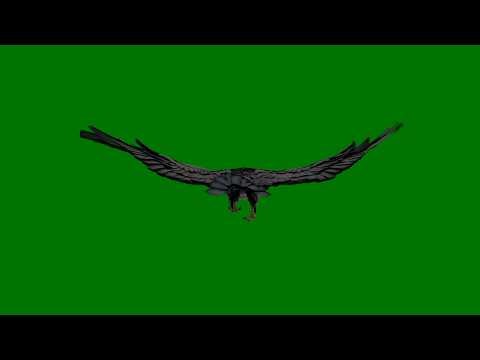 Free Green Screen Eagle Flying