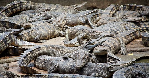 Comment les crocodiles s’accouplent-ils ?