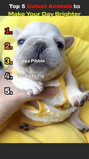 Top 5 Cute Animals to Brighten Your Day 🐾💕 (Guaranteed Smile!)