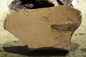 Ancient footprints unearthed at John Day Fossil Beds reveal prehistoric animal behaviors