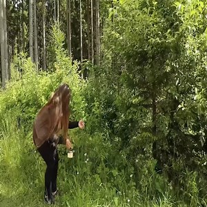 Build survival BUNKER in the Wild Overnight bushcraft camp alone Outdoor cooking | Visual Semantics