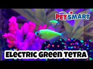 PetSmart - GloFish Electric Green Tetra