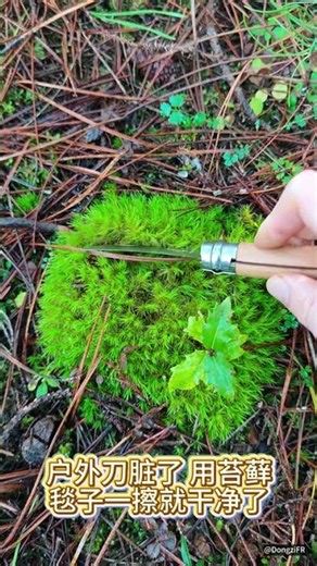 户外日常1～苔藓小抹布～弯齿藓～Campylopus introflexus #france #outdoors #法国 #户外 #plants #植物 #神奇的大自然