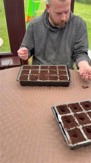Bean Sowing ( Runner) #beans #growyourown #garden #plants #sowingseeds