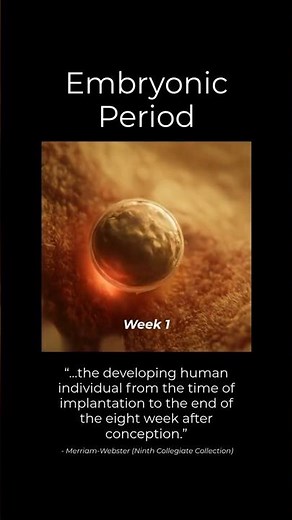 🥇 By 8 Weeks, Nearly Every Major Body Part Has Already Begun 🤯