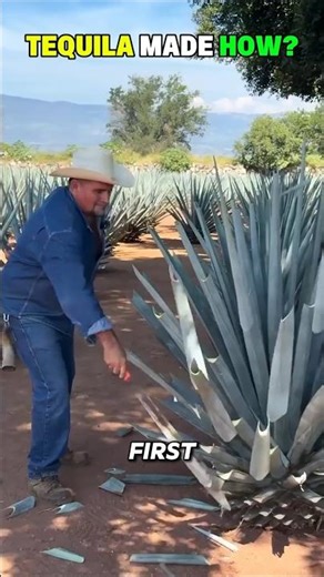 How Tequila Is Really Made! #shorts