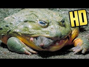 Bullfrog Eats Mouse - Slow Motion HD