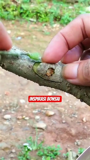 Learning grafting technique #grafting #bonsaitree #airlayering #idea #craft #plants #diy #satisfying