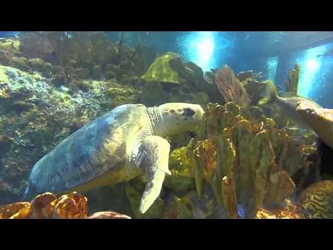 A loggerhead sea turtle takes a breath
