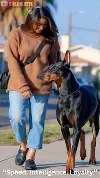 Doberman Pinscher Explained | Speed, Intelligence & the Ultimate Guard Dog