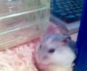 hamster blow job