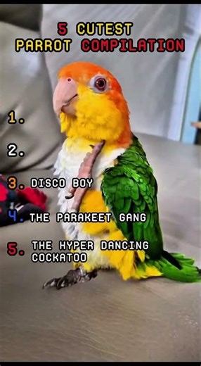 🥰 5 Cutest Parrot Compilation 🦜