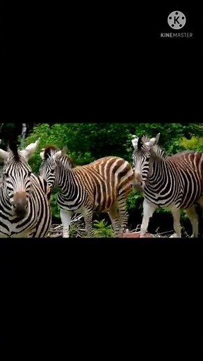 Zebras for Kids: Learn all About Zebras - FreeSchool