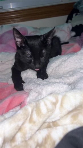 Why is he so freaky #freakycat #kitty #blackcat #freaky | cats