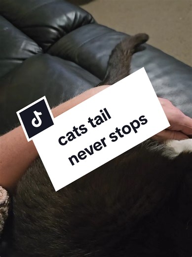 Miss Freyas tail seems to have its own thing going on...even when she's relaxed, the tail never stops... #fyp #pets #catlover