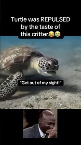 Turtle was REPULSED😂 #fyp #viral #animals #turtle #ocean #funny #fypシ #shorts #ytshorts #food #yt