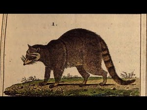 Breve historia del mapache en México. Capítulo 1.