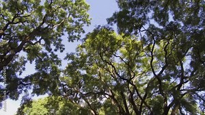 Camera POV flying drone driving low angle over street trees and buildings. Sun reflections � flare. Stock Video