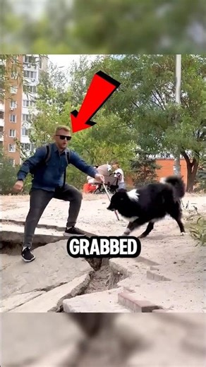 Did This Dog Stop a Blind Man From Falling? 🚨🐶 #shorts