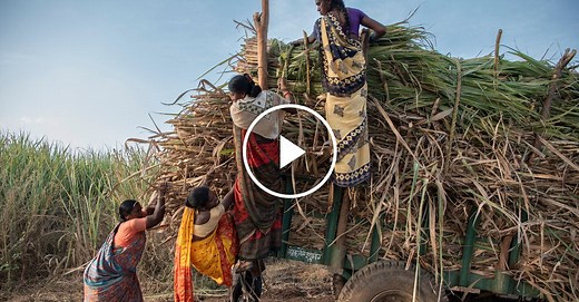 Behind Our Investigation Into India’s Sugar Industry