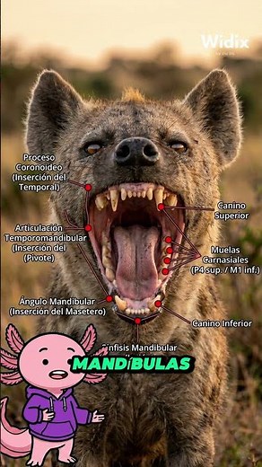 The Brutal Bite Force of the Spotted Hyena | The Bone-Crushing Predator #Hyenas