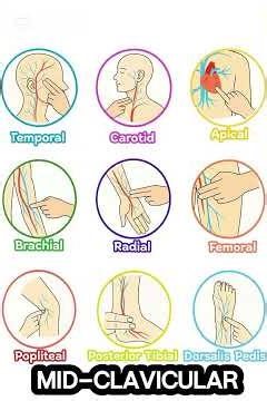 pulse points and location #anatomy #subscribe