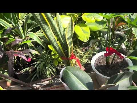 Coconuts Plants growing from the coconut shell