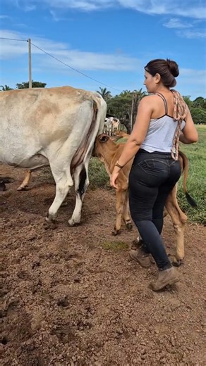 dairy farming farmer #farming #diary #milk #agro #ytshorts #reels #uzbekistan #milking #cow