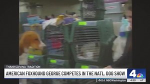 9.5K views · 120 reactions |  An American foxhound from Georgetown named George is competing in the National Dog Show. | NBC Washington | Facebook