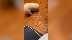 Adorable Dog Fakes Leg Injury