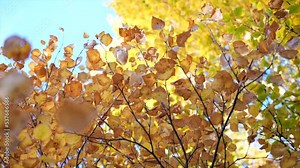 Autumn leaves of elm tree branches backlit against sky