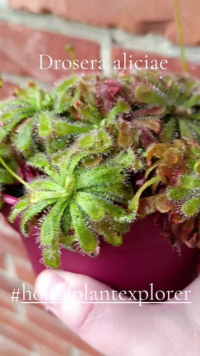 Drosera aliciae: The Unique Alice Sundew Plant