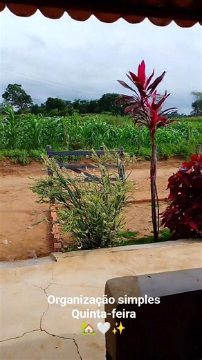 🏡☀️🌿 #rotinadecasa #youtubeshorts #shorts #donadecasa