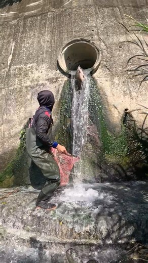 inabangan ang malaking isda sa imbornal