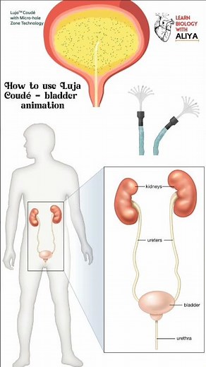 How to use Luja™ Coudé - bladder animation #medical #animation #3d #short | learn Biology with Aliya