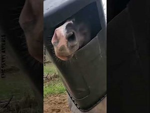 Animals Getting Stuck 😂🐾 Funniest Moments!