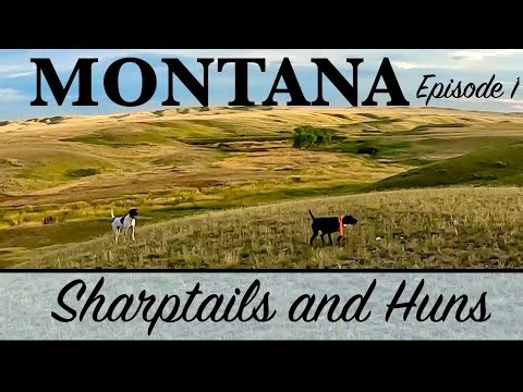 Montana '23 pt-1, Sharptails and HUNS Everywhere!